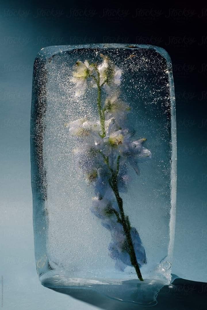 Ice preserving traces of the environment around it.